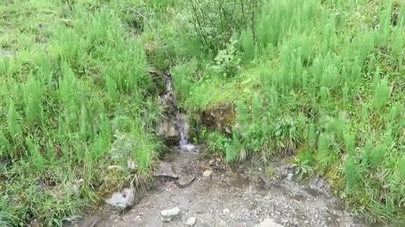 高山流生长的轮尾赤道植物视频的预览图