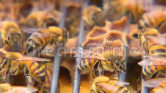 金属篦子上的蜜蜂大镜头视频的预览图