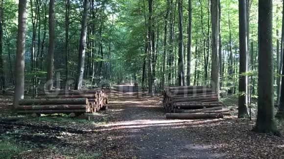 丹麦森林秋天视频的预览图