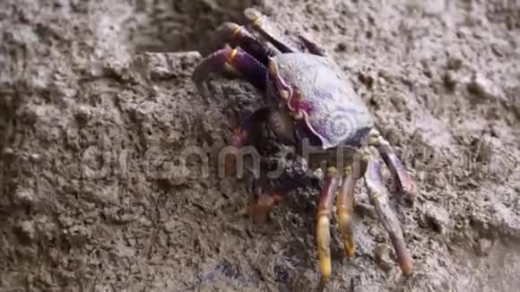 一只雌性小提琴蟹吃泥喂蟹行为热带甲壳动物视频的预览图