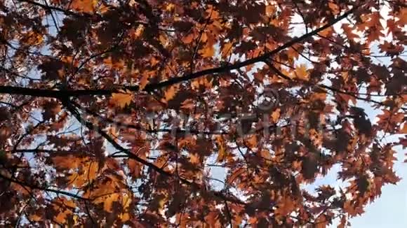 剪影的叶子绕回来金秋红叶镜头秋天的叶子在风中飘扬移动的叶子绕着回来视频的预览图