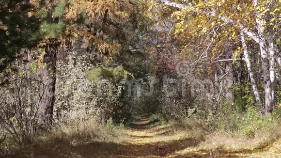 旧公园的小径视频的预览图