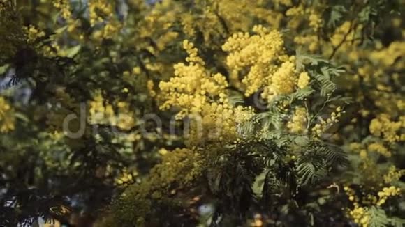 毛茸茸的黄色含羞草洒在特写镜头中视频的预览图