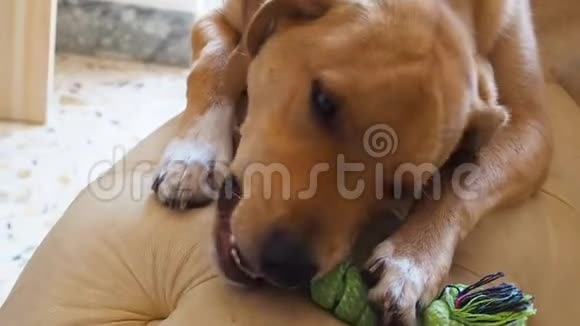 狗在皮沙发上嚼玩具视频的预览图