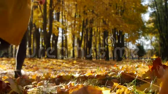 年轻的女孩在秋天的公园里跑步树叶在晴天落在一个城镇里美丽的大自然视频的预览图