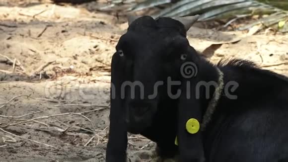 一只黑山羊在干草上咀嚼视频的预览图