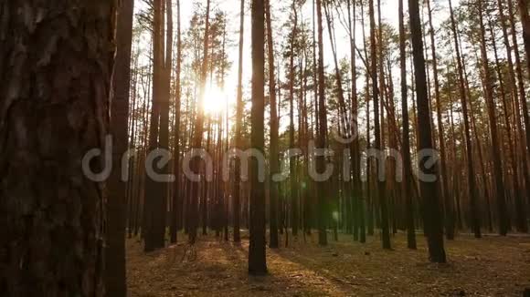 松林中阳光灿烂美丽的日落摄像机穿过树林慢动作视频的预览图