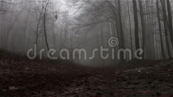 漆黑朦胧的秋林相机从左到右低角度艺术镜头视频的预览图