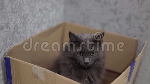 一只灰毛绒猫坐在纸板箱里视频的预览图