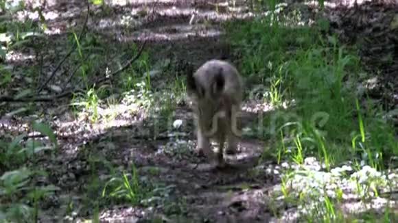 春天森林路上的野兔视频的预览图