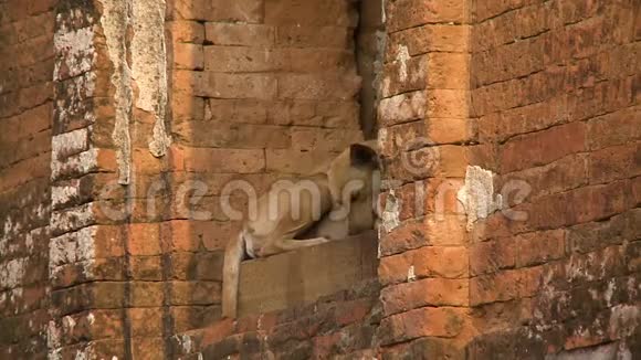 一只狗坐在一栋老建筑的门阶上视频的预览图
