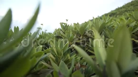 高加索山脉的花草景观视频的预览图