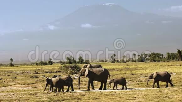 肯尼亚安博塞利乞力马扎罗山前的大象视频的预览图