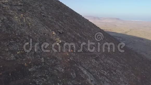 火山墙上的野山羊视频的预览图