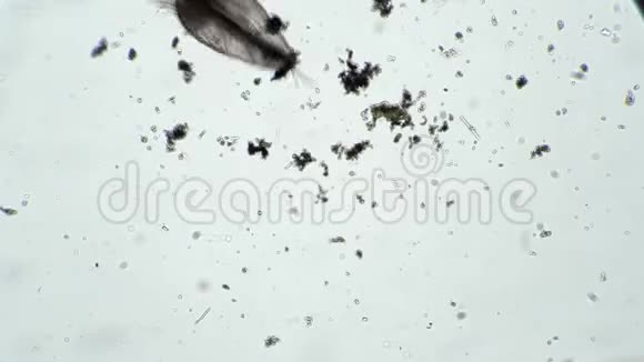 显微镜下透明水蚤漂浮在浑浊的池塘水中视频的预览图