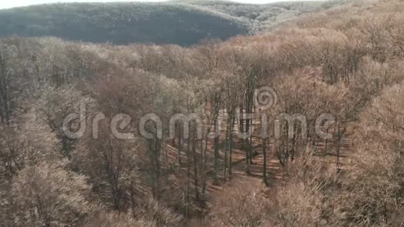 野林裸树鸟瞰视频的预览图