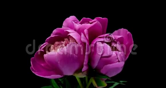 美丽的粉红色牡丹花香背景盛开的牡丹花时间流逝特写生日情人节视频的预览图