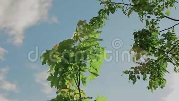 夏日暖风中绿树枝视频的预览图