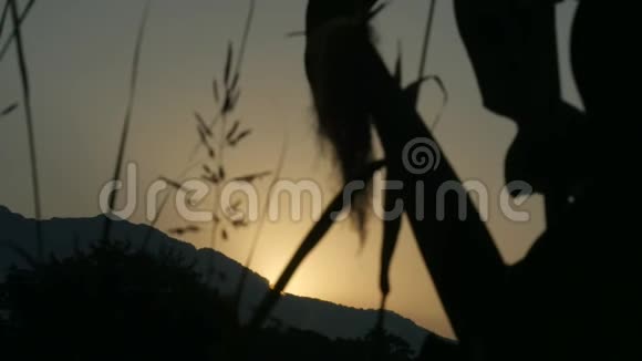在金色夕阳和群山前的玉米秆流苏剪影视频的预览图