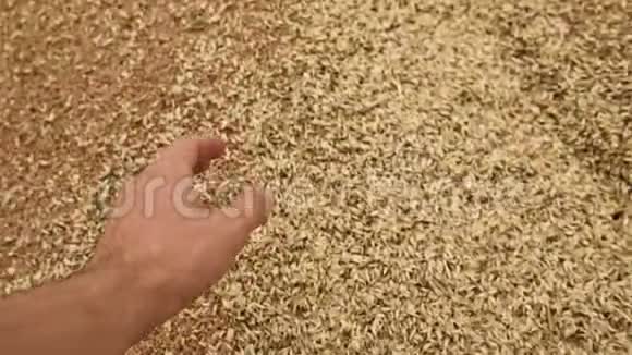 特写第一人称视角男农小麦把毛细管的颗粒从堆里拿出来去摸一下视频的预览图