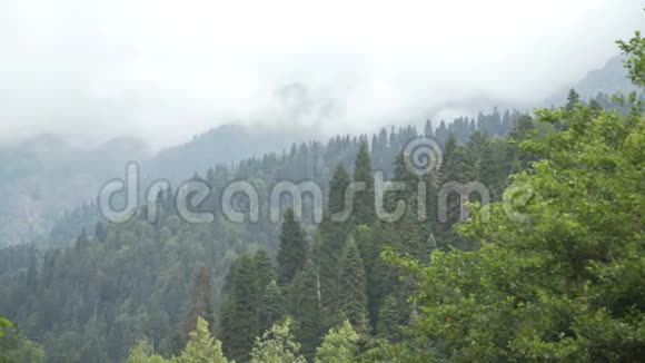 云雾天的松林和山谷户外绿色自然景观山野视频的预览图