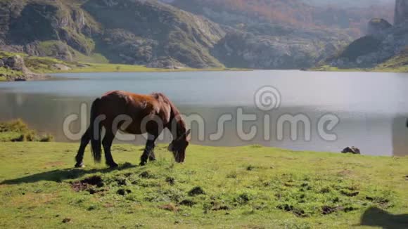 马吃草和小跑视频的预览图