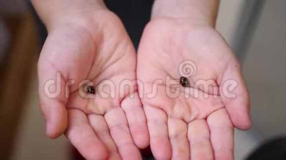 手心里的一个孩子手里拿着瓢虫4K型昆虫视频的预览图