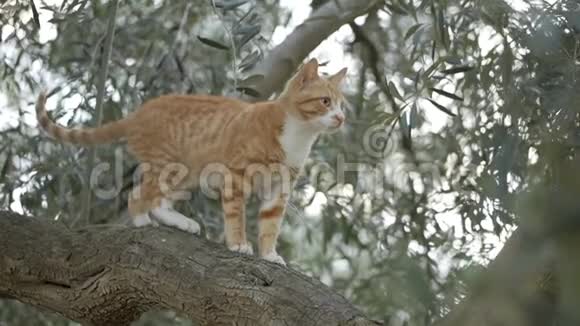 一只漂亮的红猫走在橄榄树的树枝上视频的预览图