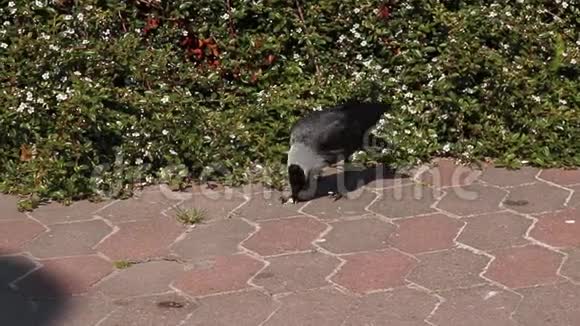 蓝眼睛的黑乌鸦吃沥青上的榛子特写视频的预览图