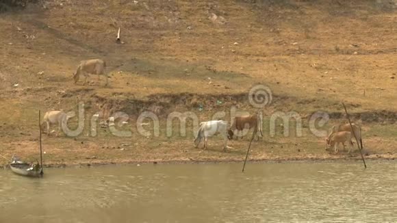 一群牛在湖边吃草视频的预览图