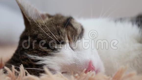 甜蜜的梦想雌性手抚摸沙发上可爱的睡猫视频的预览图