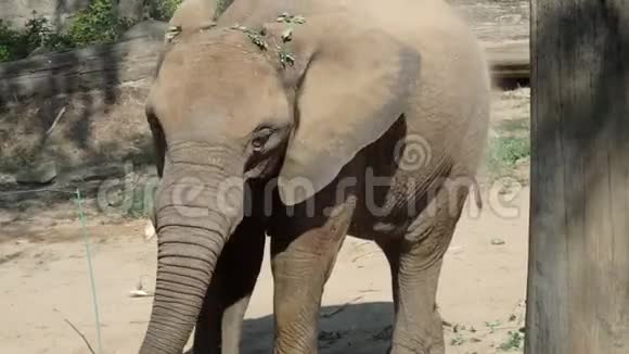 非洲丛林大象视频的预览图