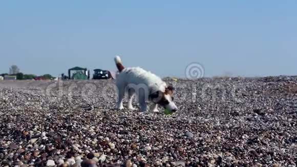 杰克罗素猎犬在鹅卵石海滩上玩他最喜欢的球杰克罗素梗咬着鹅卵石上的一个球视频的预览图