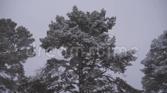 冬天在森林里下雪圣诞节的晚上下雪在圣诞公园里下雪了视频的预览图