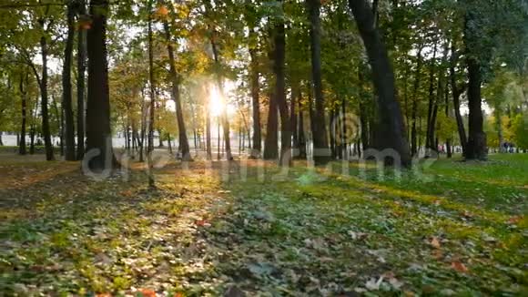 公园的日落明亮的阳光美丽的绿草摄像机的移动慢动作视频的预览图
