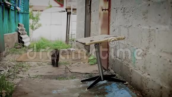 一只古老的俄国灰猫走过孤独的街道视频的预览图
