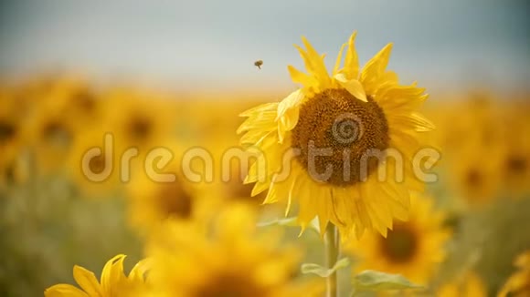 一朵明亮的黄色向日葵生长在田野上蜜蜂飞来飞去收集花粉视频的预览图
