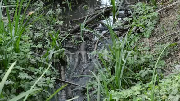 在草丛和树木之间用水在小溪里干涸视频的预览图