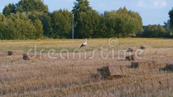 成年欧洲白鹳在农业领域行走和飞行在晴朗的夏日野鸟视频的预览图