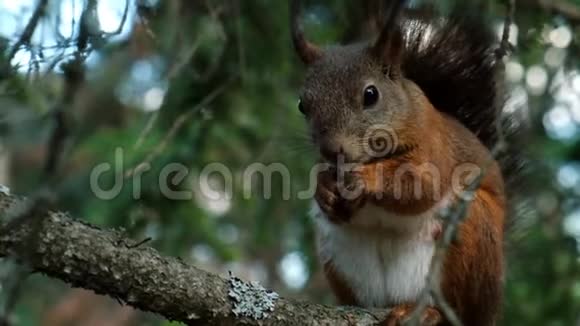 松鼠坐在树林里的树枝上吃饼干视频的预览图