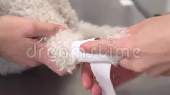 兽医把无菌绷带放在狗爪上宠物保健和医疗理念视频的预览图