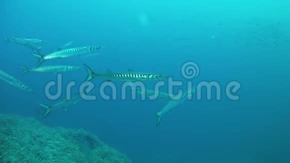 水下野生动物靠近摄像机的带条纹的巴拉库达斯视频的预览图