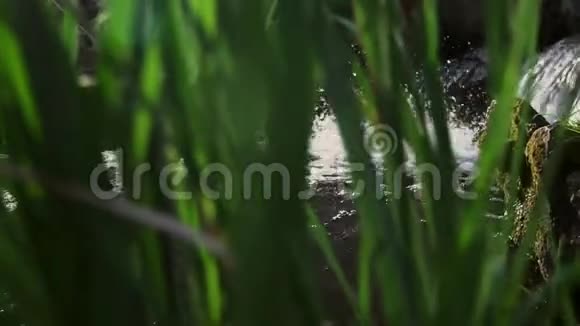初夏汹涌的河水流过青草视频的预览图
