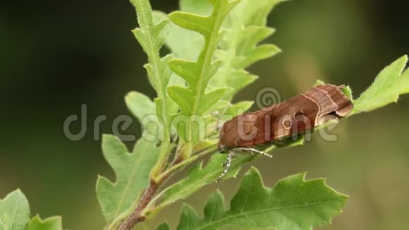 在英国的林地中一种相当宽的黄色下翅蛾NoctuaFimbriata栖息在橡树的一片叶子上视频的预览图