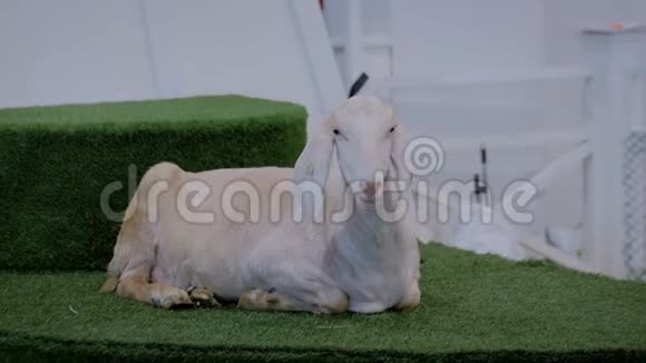 在农业动物展览会上白色山羊躺在人造草坪上视频的预览图