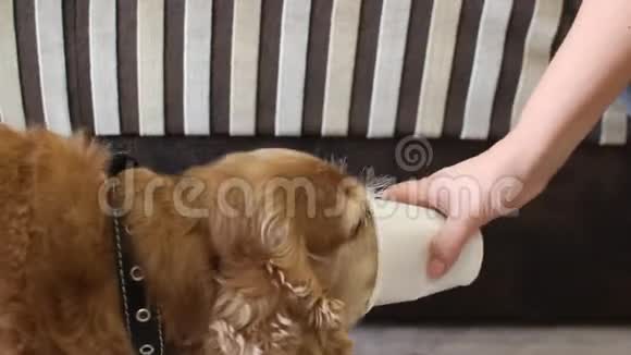 狗急切地舔着一个塑料杯小狗喜欢牛奶视频的预览图