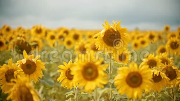 一片明亮的黄色向日葵蜜蜂飞来飞去收集花粉视频的预览图
