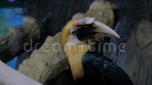 喙大的外来鸟的肖像视频的预览图