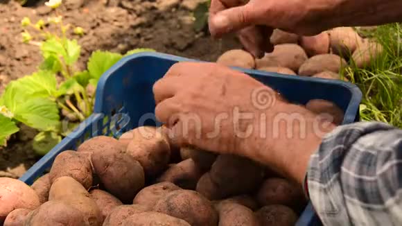 农夫收集土豆新鲜的有机土豆含有维生素的健康食品准备煮蔬菜视频的预览图