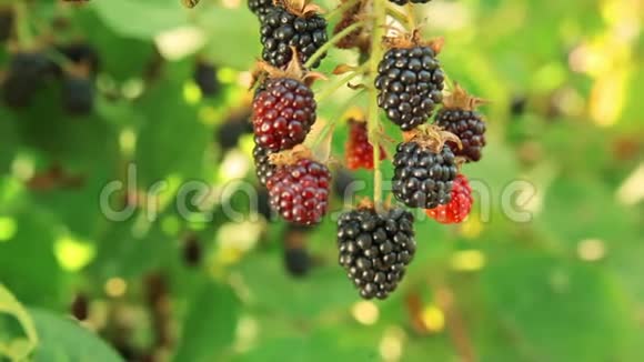阳光明媚的一天花园里成熟多汁的黑莓视频的预览图